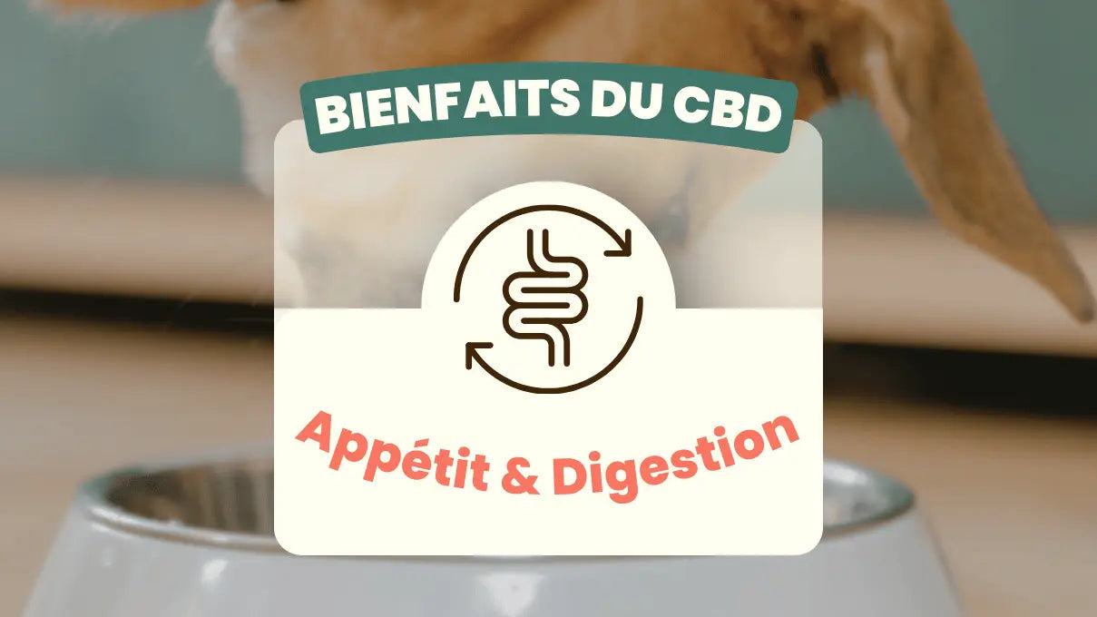 Bienfaits-du-CBD-appétit-et-digestion Friend'iz