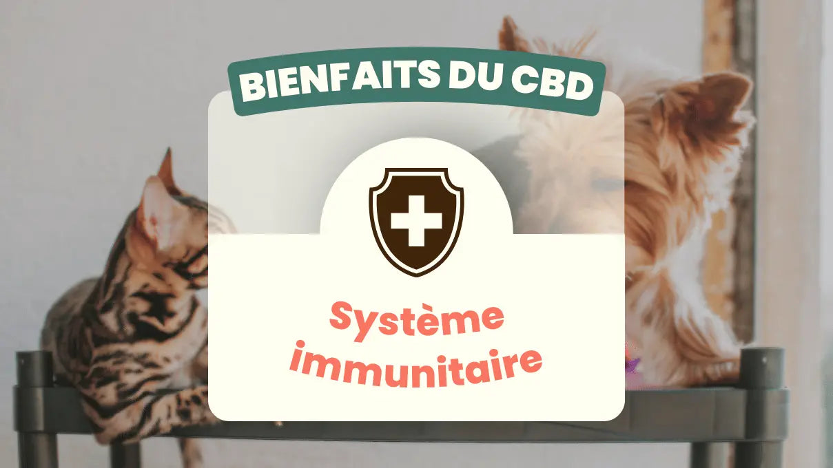 Bienfaits-du-CBD-le-système-immunitaire Friend'iz